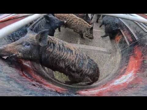 Loading WILD HOGS with A&M Hog Trapping #2023 #texas #boar