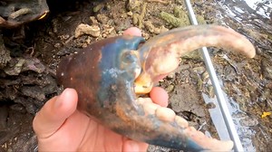 884K views · 10K reactions | In search of Giant Mud Crabs in the latest Episode | Back 2 Basics Adventures | Facebook