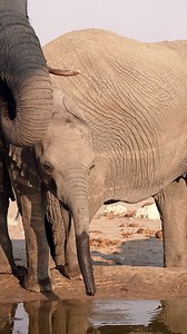 **Young Elephant Quenching its Thirst in Dry Etosha National Park!** | Madbookings - Travel Experts in Africa & Asia | Facebook
