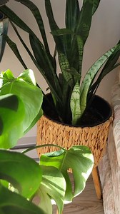 1.2K views · 22 reactions | Ce n'est pas tuable, cette plante là ! ...