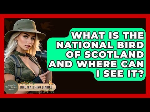 What Is The National Bird Of Scotland And Where Can I See It? - Bird Watching Diaries