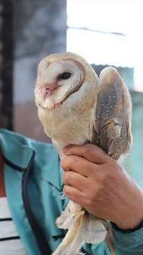 Feeding and releasing red born owl !! 🦉