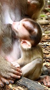 Baby monkeys are so cute and beautiful when they are young | Monkeys Daily