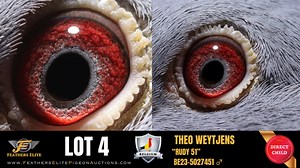 OPEN NOW FOR BIDS LOT 4 RUDY 51 BE23-5027451 ♂ BLUE BAR COCK...