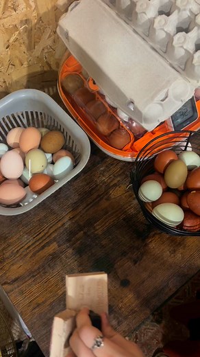 54K views · 599 reactions | Let’s pack these eggs to get them ready for a customer’s incubator! #backyardchickens#Chickens #ChickensOfInstagram #FreshEggs #Incubator #HatchingEggs #Homesteading #Homestead #HomesteadLife#Farm #Farming #Farm #FarmAnimals | The Hot Mess Homestead | Facebook