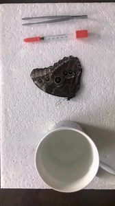 There are 29 accepted species and 147 accepted subspecies of the Morpho butterfly genus. They are found mostly in the primary forests of South America, Mexico, and Central America.Morphos have a very distinctive, slow, bouncy flight pattern due to their wing area being enormous relative to their body size. Many of the Morpho species are metallic shimmery shades of blue and it is thought that the flash of the iridescent blue to their dark underside confuses predators when in flight.#morpho #bluem