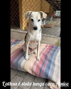 Il Natale 🎁🎄🎅 più bello della sua vita lo trascorrerà in una casa 🏠. Pitagora è stato adottato 🎉🎉🎉 Un cane buono salvato dall’indifferenza e dalla paura. 🥹 Era arrivato al Rifugio nel lontano luglio 2022 insieme ad altri cani 🐶🐶 dopo anni di orribili maltrattamenti, terrorizzato dall’essere umano, incapace di fidarsi, chiuso nel suo silenzio alla tenera età di 8 anni.😭😞 A ogni movimento della mano 🖐️ si pietrificava contro il muro 😞, non aveva mai visto un filo d’erba 🌿 e non sape