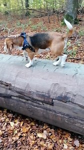 😍😍 #cutenessoverload #happydog #happydog #dogmom | Happy Dog