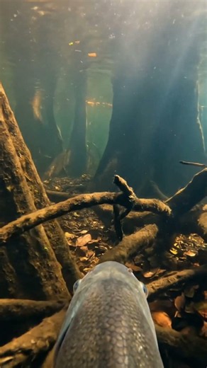 A Fish's Journey Through a Flooded Brazil Nut Forest #AmazonWildlife #underwaterexploration