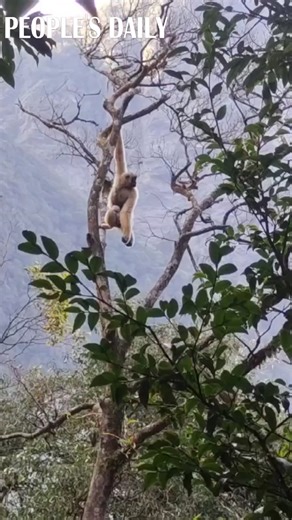 27K views · 286 reactions | Hold on tight! A western black crested gibbon mother was seen leaping and swinging from one tree to another at over 30 meters high while carrying her baby in the Ailao Mountain and Wuliang Mountain National Nature Reserve in southwest China’s Yunnan Province. #biodiversity | People's Daily, China | Facebook