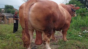 19K views · 234 reactions | #sapi #sapisuper #sapijumbo #sapiqurban SAPI RAKSASA 1 TON, AMUNISI QURBAN 2023 | LEMBU AGENG SQUAD | Facebook