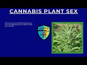 Cannabis Plant Sex: How to Identify Males, Females & Hermaphrodites for a Perfect Harvest