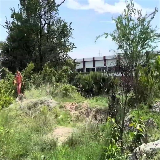 How To Propagate Papaya Trees Cutting Faster With Egg 🥚: Bast Idea Propagating Papaya Tree | Tree Garden