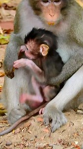Wonderful cute little baby monkey very sweet 💗 | Monkeys Daily