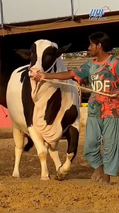 UDF Cattle Farm 2025 😍 | Cattle Craze.ρK