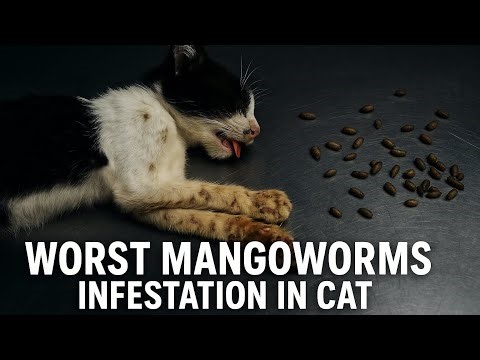 Severe Mangoworms removal in cat | complete treatment & removal in 2 minutes
