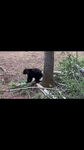 4.1K views · 73 reactions | #GoTime  Good eaters are hard to find up here at Wolf Huntin adventures so when these tender loins walked out I knew it was go time #nextlevelhunter CANIS 朗 | Steve Ecklund - Next Level Hunter | Facebook