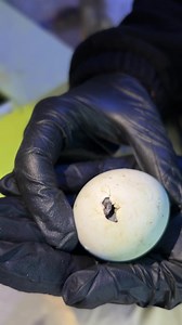 1.5K views · 89 reactions | Hatching ON #WorldPenguinDay??  This...