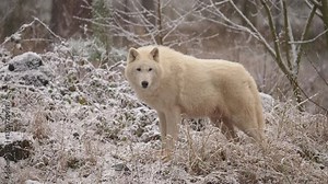 Polarwolf (Canis lupus arctos), bei Schneefall im Winter