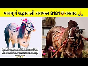 भावपूर्ण श्रद्धांजली रायफल 8181😭मोठ्या मैदानाचा मोठा वस्ताद 💐#raifal #bailgadasharyat #viral #viralv