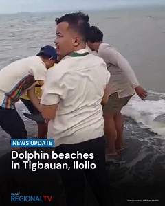 1.3M views · 12K reactions | WATCH: A dolphin stranding was spotted in Barangay Barroc, Tigbauan town, Province of Iloilo. Responders and residents attempted to bring the dolphin back to deep waters on June 30, 2025. | Video courtesy: Jeff Ryan Modillo via GMA Super Radyo Iloilo #GMARegionalTV #LocalNewsMatters #GMAIntegratedNews | GMA Regional TV News | Facebook