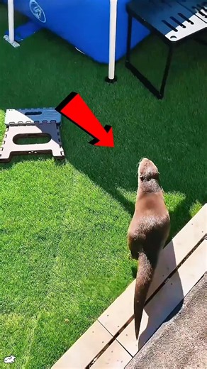 The owner bathed the otter in the pool and taught it to swim.