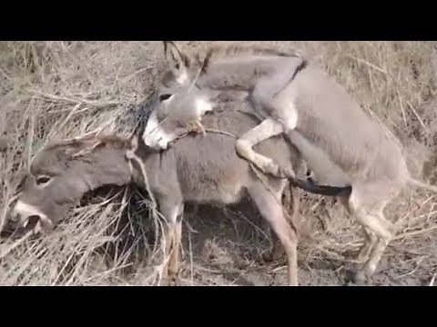 donkey mating season| donkey meet| animal all peets