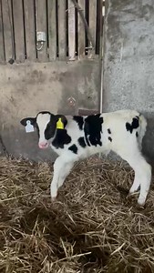 Clochrua Messi (FR9358) is proving extremely popular across dairy farms nationally 🔹️Outstanding components at 0.32% fat & 0.25% protein 🔹️EX90 dam now in her 7th lactation 🔹️Conformation Improver 🔹️aAa 156 - Dairy, smooth, style Available in Ultraplus Sexed Semen | Dovea Genetics