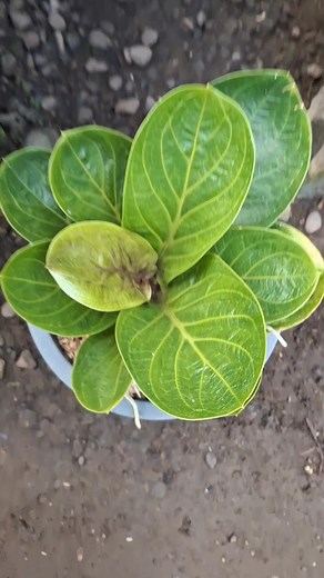 Pa mine mongkok cardboard #fbreelsfypシ゚viralvideo #followersシ゚ #highlightsシ゚ #fypviralシ #plantitasandplantitos #fypreels #fypシ゚ #everyonefollowers #philodendron #plantsmakepeoplehappy #plants #plantita #plantbased #plantslover | Analou Sabijon Adimos