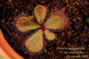 Drosera macrophylla - Alchetron, The Free Social Encyclopedia