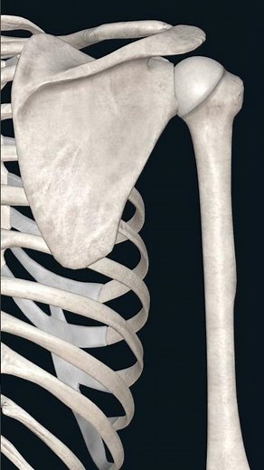 SCAPULAR MOVEMENT #scapula #scapular #movement #3danimation #bones #skeletonsystem #feedshorts
