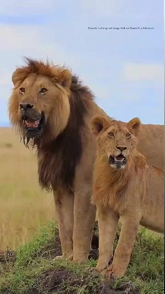 Lions pant with their mouths open as a way to regulate their body temperature, similar to how dogs do. Here are the key reasons for this behavior: Thermoregulation: Lions are large animals with thick fur, which can make it difficult for them to cool down, especially in hot environments. Panting helps them release heat from their bodies. Evaporative Cooling: When lions pant, the moisture in their saliva evaporates from their tongue and respiratory tract, which helps cool their blood and lowers th