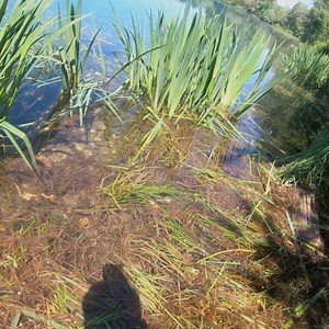 Bread Bomb Business with Marc Voosen 👊🎣🍞 | Nash Tackle