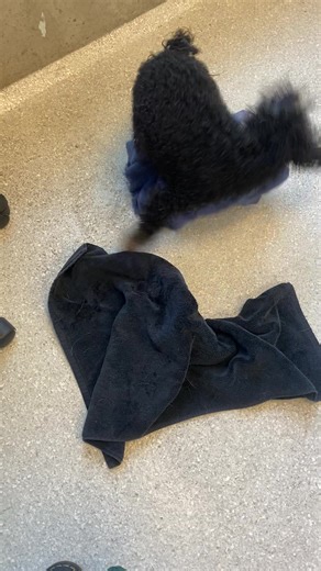 Crazy smarty Marty!!!! #doggrooming #doodle #poodle #maltese #dogsoftiktok #dogs #puppy #crazy