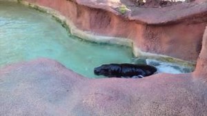 That's one way to scratch your back! When you have short legs, you have to get creative. Juanito, the pygmy hippo, is a pro at getting those hard-to-reach spots! Pygmy hippos weigh less than 1/4 of their much larger cousin, the common hippo. They are listed as Endangered by the IUCN Red List of Threatened Species due to habitat loss and poaching. 🎥by Stephanie Garcia, Mammal Keeper #GPZoo #NationalHippoDay | Gladys Porter Zoo