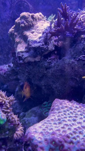 Ever get attached to an animal at your local fish store and then it gets sold?! My LFS has had this Interruptus for about 2 years…gonna miss this dude! Woulda purchased but ya know, $3500 😂 -Remy #angelfish #saltwateraquarium #allmymoneygoestocoral | Reef Builders