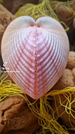 Plagiocardium pseudolima 🩷🐚 #shell #seashells #color #decoration #elounda #decor #collection #collectibles #treasure #parisshellshop #crete #greece | Paris Shells Shop