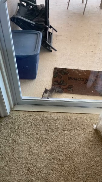 Hello Bobby! #bobbysquirrel #books #hello #squirrel #christmas