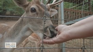 Para ver sábado (11h35)na SIC Notícias #bcbm #boacamaboamesa #roteiro #passeioverde #centrodeportugal #mortagua #mirandocorvo #lousã #chanfana #lampantana @centro_de_portugal @kia_portugal @mondego_bussaco @municipiomortagua @mirandadocorvo_municipio @parquebiologicoserralousa @aldeiasdoxisto | Boa Cama Boa Mesa