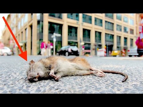 When Rats Attack