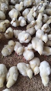Broiler Breeder Parent Stock | Broiler Breeder Chicks | Dr. ARSHAD #Broiler #Breeder #BroilerBreeder #ParentStock #Chicks #Brooring #BroilerHousing #BroilerBrooding #BroilerTemperature #WoodBrooder #DieselDrumBrooder #Sensors #DigitalThermometer #Hygrometer #Humidity #ChicksFeeding #ChicksWatering #WaterlineSystem #ChicksBedding #ChicksSpace #ChicksLighting #VentilationforChicks #FanSystem #PadsSystem #RoundPlateFeeder #TroughFeeder #WinterTips #PetsFarminginWinter #WinterFlockCare #BirdRasising