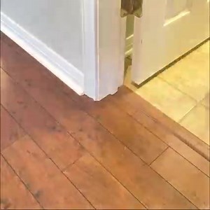 When we say our Pee Pads can hold a lot of pee, we mean A LOT of pee! Don't believe us? Just watch @moonpie.starbox !🐾🐕 Shop here➡️ https://go.alphapaw.com/click?o=6&a=4 Did you know Pee Pads can be super helpful for: ✔️ Potty Training Puppies ✔️Cleaning up incontinence that is common in older dogs ✔️Giving mainly indoor dogs a contained area to potty ✔️Make Marking messes easier to clean | Alpha Paw