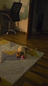 Bujie a avut un început de viață greu, dar a luptat și a învins! Ajutați-ne să-i găsim o familie care să-l iubească așa cum merită! A fost găsit plin de păcură, o substanță toxică ce i-a provocat arsuri grave ale căilor respiratorii. Ore întregi s-au chinuit medicii să îl curețe și să trateze efectele toxicității asupra organismului. A fost speriat, traumatizat și extrem de timid, dar a avut norocul să ajungă în foster la doi oameni minunați, care au avut răbdare și i-au oferit iubire și siguran