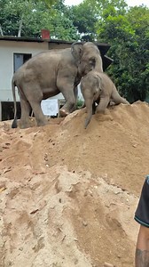 ท่านู๋แใ่ทำไม่ได้ #แสน​ซน​ฝ​นริน​ #คนรัก​ช้าง​ #สัตว์​โลก​ #halloween​praty​ #nature​ #cute​ #สร้าง​รายได้​จาก​เนื้อหา | Mtree Sangsai