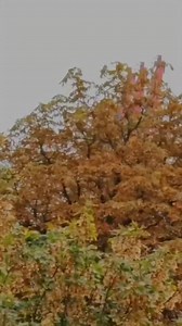 79 reactions | Mystische Herbststimmung!   Moin | Hafenkino ️ Containerbrücken im Herbst  Hamburg | Waltershofer Hafen  Hamburger Hafen ⚓ Folgst du schon? #herbst #autumn #beautifuldestinations #exploreyourcity #traveling #travel #containerbrücke #hafengiraffen #hafenhamburg #hamburgfotografiert #hamburg_de #welovehamburg #hamburgmeineperle #early #germany #deutschland | Hamburg Fotografiert | Facebook