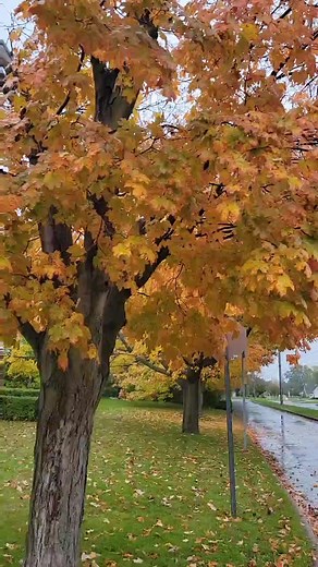 #AlifAllah #Goodmorning | Colors In Canada