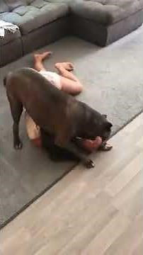 Dog Wrestles Female Owner to the Ground - 1044151