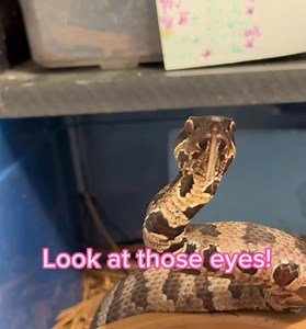27K views · 423 reactions | Check out this curious juvenile cottonmouth! Agkistrodon piscivorus | Kentucky Reptile Zoo | Facebook