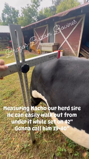 lol ignore his fat rolls !! We like to measure all of our adult cattle every six months or so to see if anybody has grown any. Last time we did an official measurement on herd sire, Macho was about a year ago and he was 38”. So he has grown some but the level is set on 42” and he still easily walks out from under it so I’m gonna call him somewhere between 39 and 40” which is a perfect size for him with our girls. We usually have babies - message anytime. | Brazos Bottom Bovines