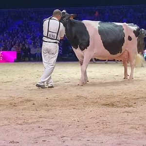 BEL Holstein on Reels